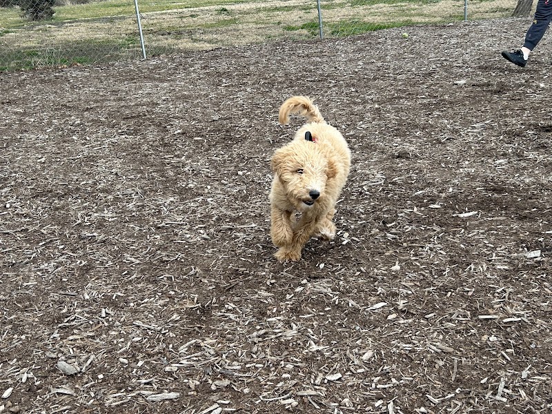 Waynesville Dog Park - Waynesville, NC