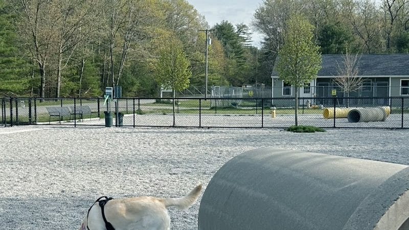 Webster Dog Park - Webster, MA