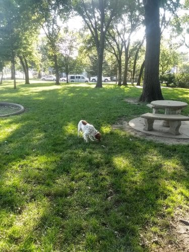 Stewart Dog Park