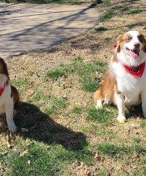Stewart Dog Park