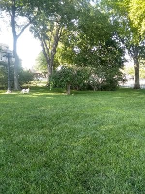 Stewart Dog Park