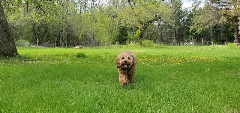 Sandy Paws Dog Park - West Bend, WI