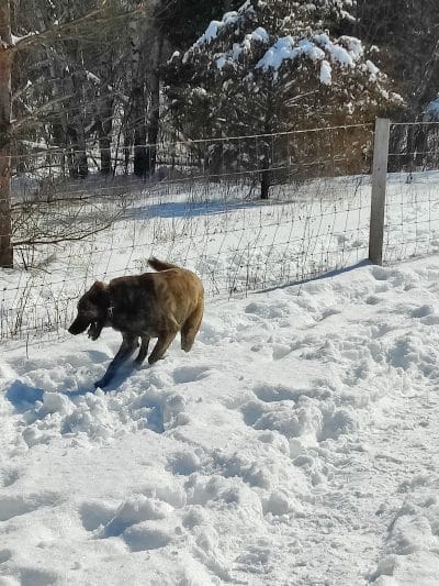 Sandy Paws Dog Park - West Bend, WI