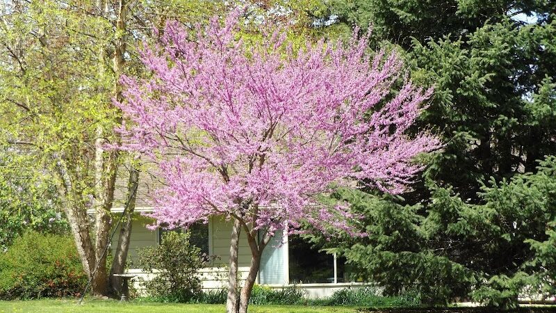 Pearson Park - West Des Moines, IA