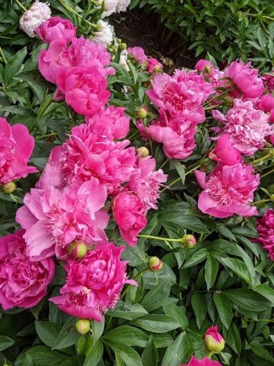 Peony Park - West Des Moines, IA