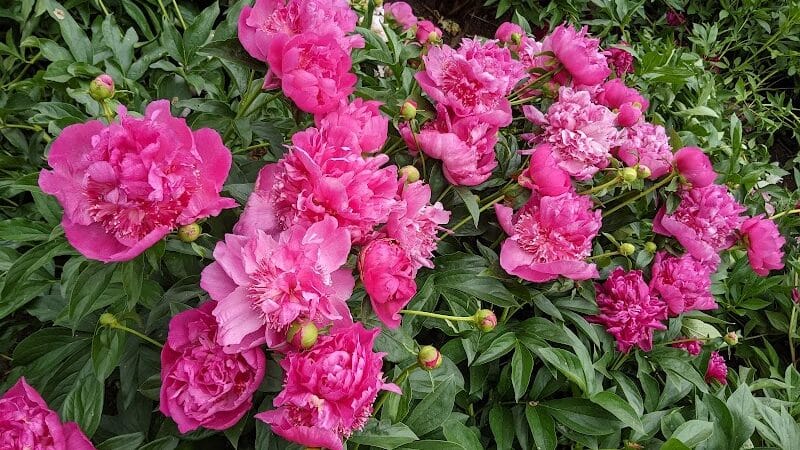 Peony Park - West Des Moines, IA