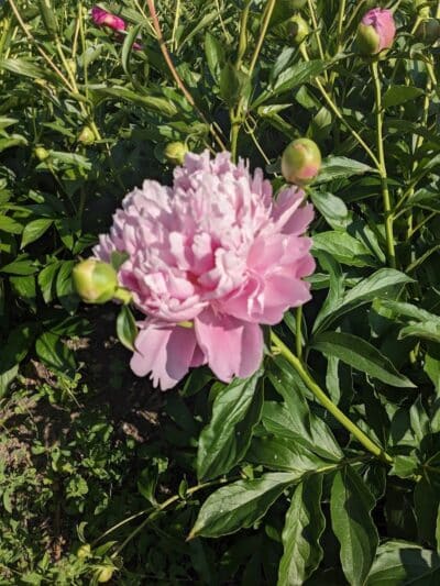Peony Park - West Des Moines, IA