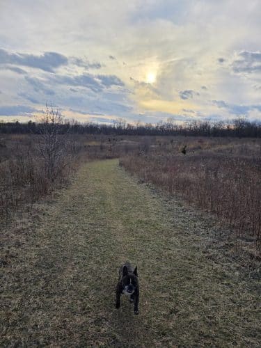 Schweitzer Woods Forest Preserve
