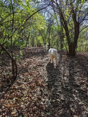 Schweitzer Woods Forest Preserve