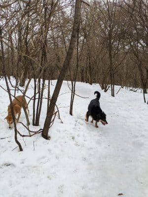 Schweitzer Woods Forest Preserve