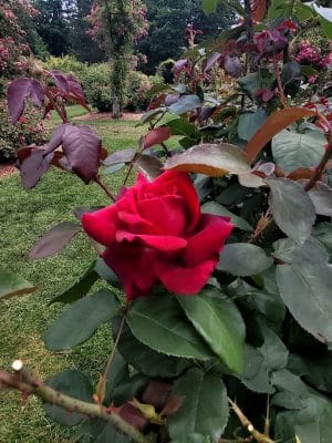 Elizabeth Park Conservancy
