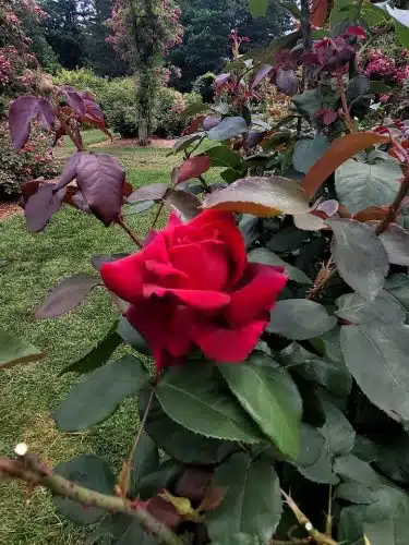 Elizabeth Park Conservancy