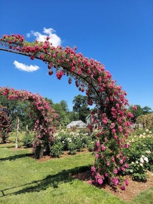 Friends of Elizabeth Park