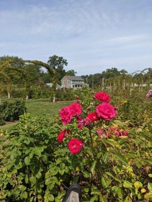 Friends of Elizabeth Park