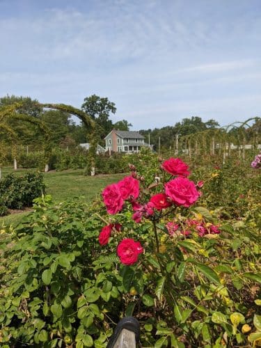 Friends of Elizabeth Park
