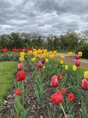 Friends of Elizabeth Park