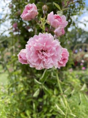 Friends of Elizabeth Park