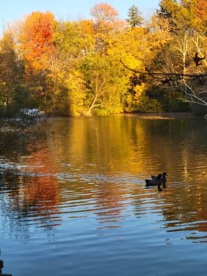 Friends of Elizabeth Park