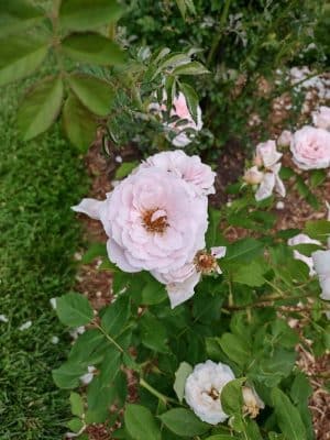 Friends of Elizabeth Park