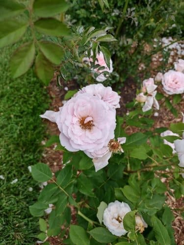 Friends of Elizabeth Park