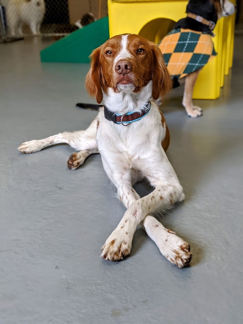 Planet Bark - West Hartford, CT