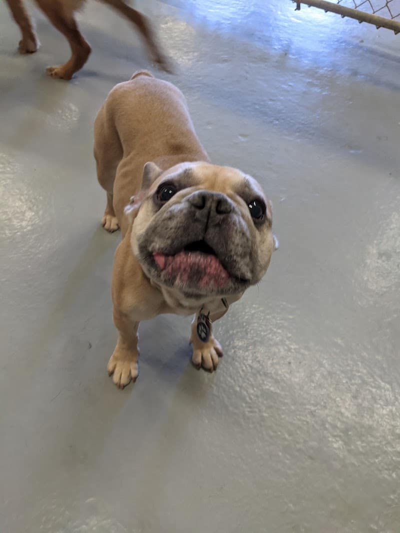 Planet Bark - West Hartford, CT