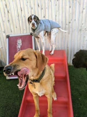 Planet Bark