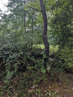 Trout Brook Trail