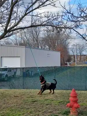 Veterans Memorial Dog Park