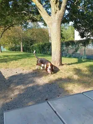 Veterans Memorial Dog Park