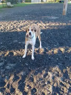 Veterans Memorial Dog Park