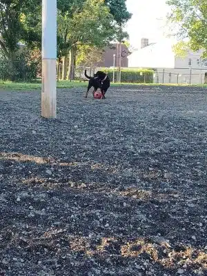 Veterans Memorial Dog Park