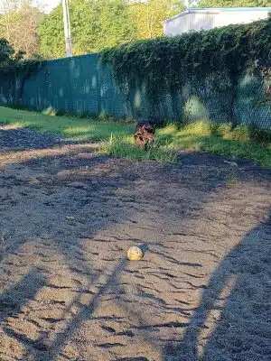 Veterans Memorial Dog Park
