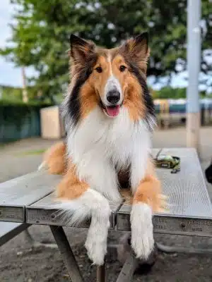 Veterans Memorial Dog Park