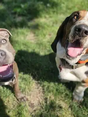 Veterans Memorial Dog Park