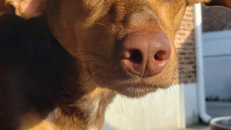 West Hempstead Animal Hospital - West Hempstead, NY