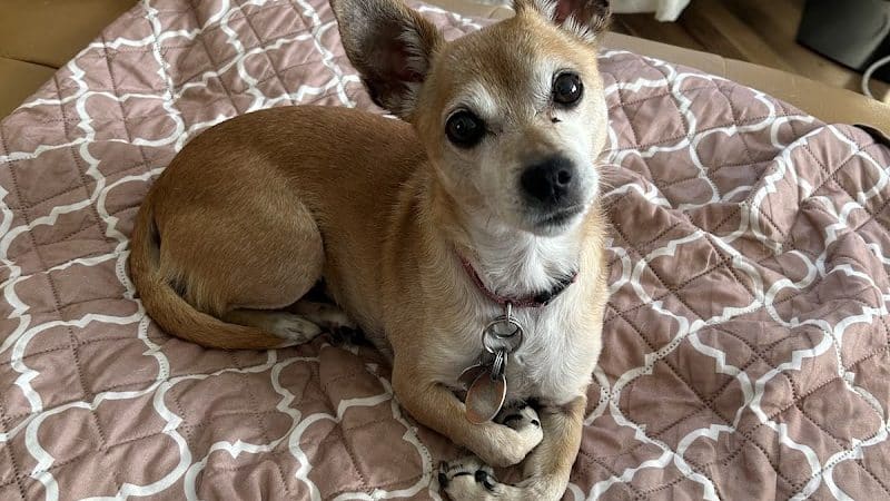 West Hempstead Animal Hospital - West Hempstead, NY