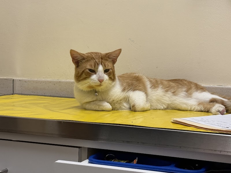 West Hempstead Animal Hospital - West Hempstead, NY