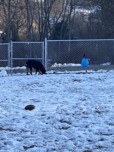 West Mifflin Dog Park