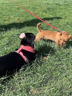 West Mifflin Dog Park