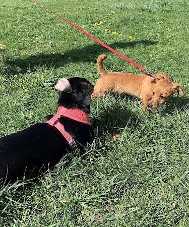 West Mifflin Dog Park