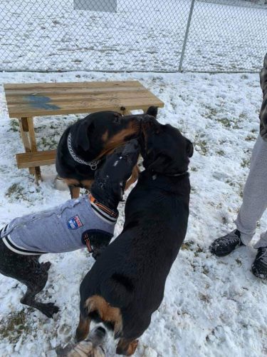 West Mifflin Dog Park