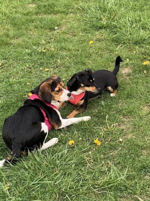 West Mifflin Dog Park