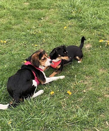 West Mifflin Dog Park