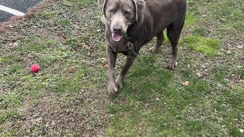 Nosenzo Dog Park - West Milford, NJ