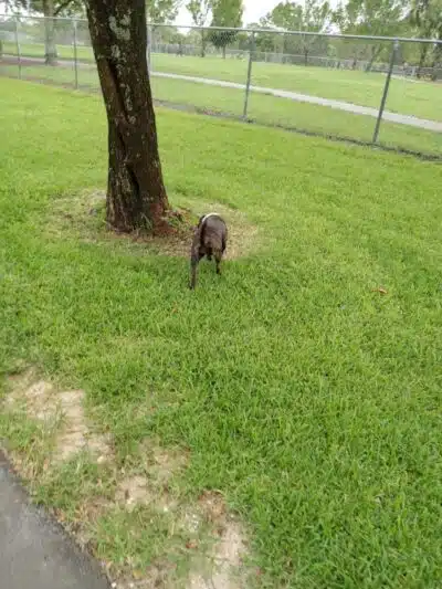 Pooch Pines Dog Park - West Palm Beach, FL