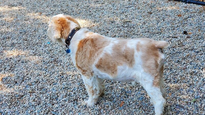 Yarmouth Dog Park - West Yarmouth, MA