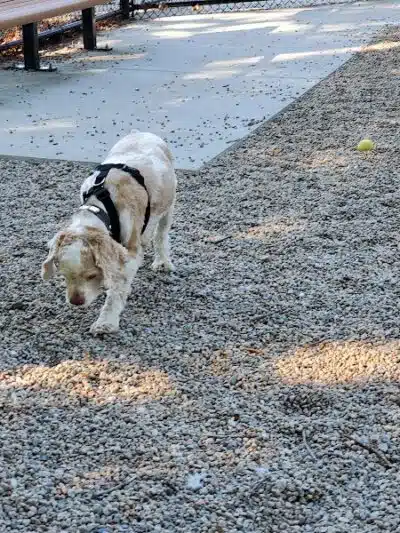 Yarmouth Dog Park - West Yarmouth, MA