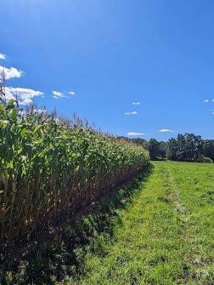 Tufts Farm Field