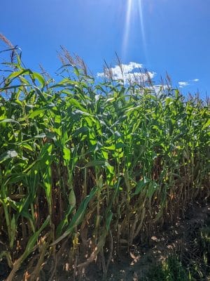 Tufts Farm Field